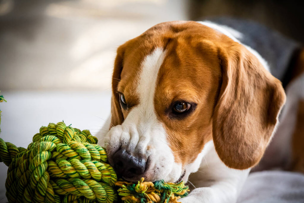 Cão beagle mordendo e mastigando brinquedo de nó de corda em um sofá. Fechar.
 - Foto, Imagem