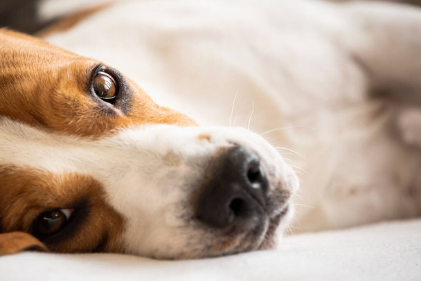 Beagle perro cansado se encuentran en el sofá y el descanso. Retrato de primer plano
 - Foto, imagen