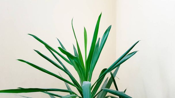 A large green plant in a pot in the sun near a beige wall - Фото, изображение
