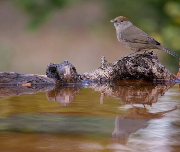 Eurasian blackcap or sylvia atricapilla drinking water and seeing his reflection on the water - Photo, Image