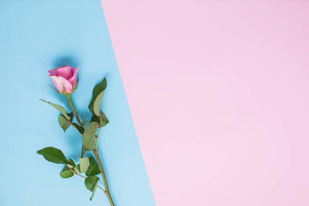 Όμορφα τριαντάφυλλα σε πολύχρωμο φόντο χαρτί με χώρο αντίγραφο. Άνοιξη, καλοκαίρι, λουλούδια, χρωματική αντίληψη. Παράδοση λουλουδιών - Φωτογραφία, εικόνα