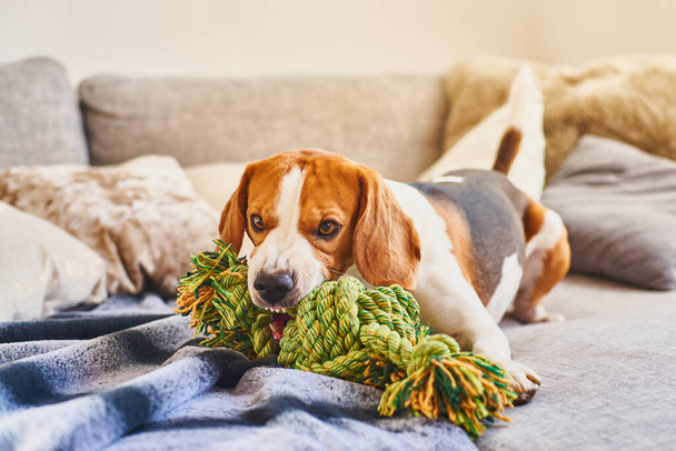 Psi beagle z zieloną liną węzełkową w domu w salonie na kanapie. Żucie zabawki na kanapie. - Zdjęcie, obraz