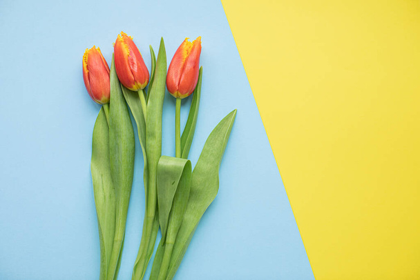 Gyönyörű rózsaszín tulipán többszínű papír hátterű fénymásoló. Tavasz, nyár, virágok, színes koncepció, nők napja - Fotó, kép