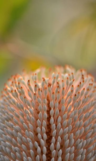 Close up of the stamens of an Old Man Banksia, Banksia serrata, infloresence, family Proteaceae. Shallow depth of field. - Photo, Image