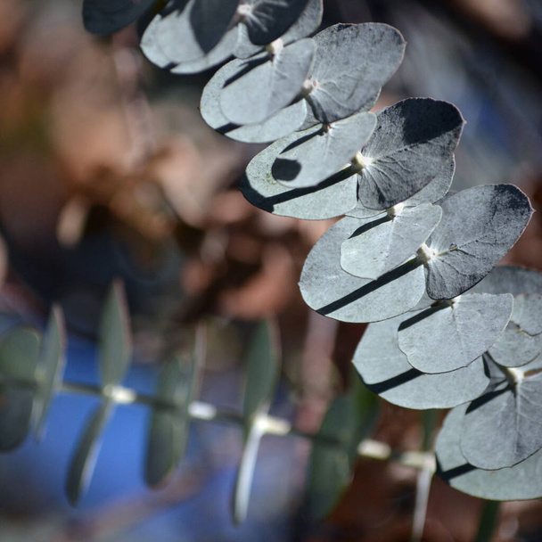 Feuillage décoratif décoratif gris bleu de la goutte d'argent indigène australienne Eucalyptus, Eucalyptus gunnii, famille des Myrtacées. Endémique de Tasmanie. Également connu sous le nom de gomme de cidre ou dollar d'argent
. - Photo, image