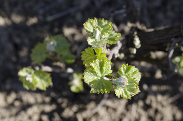 Cultivo de planta de uva en el norte de Bulgaria a la caída del rocío
 - Foto, imagen