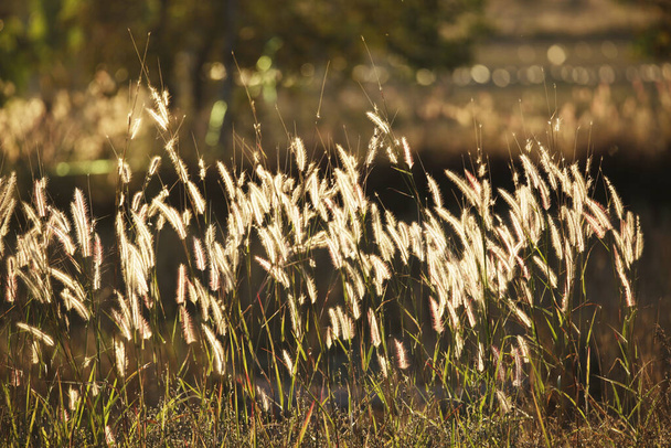Gras eingereicht contry Seite und Sonnenuntergang Licht medow - Foto, Bild