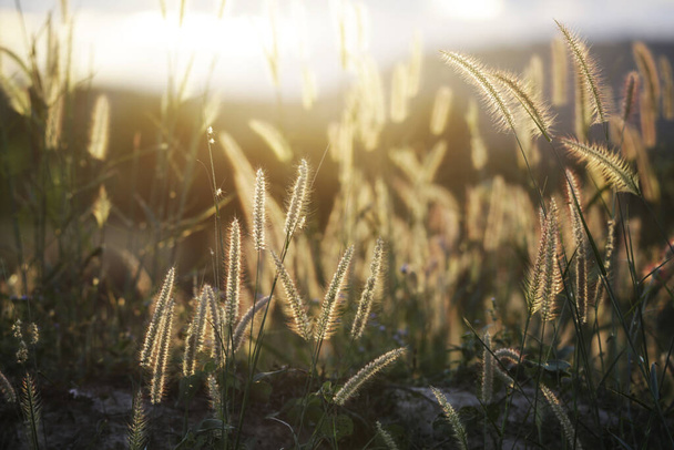 Çimen serpilmiş ülke ve günbatımı aydınlık çayırı - Fotoğraf, Görsel