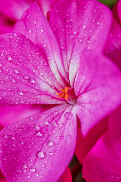 Vue rapprochée d'une belle fleur rouge avec rosée matinale
 - Photo, image