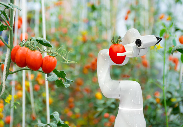 Smart robotic farmers tomato in agriculture futuristic robot automation to work to increase efficiency - Фото, изображение