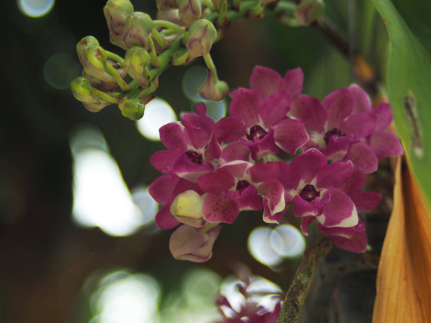 орхидея цветет и хороший маленький фиолетовый слон орхидея с точкой  - Фото, изображение