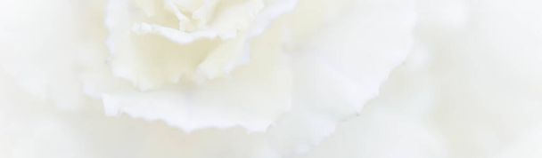 Sztuka retro, vintage karty i koncepcji botanicznej - Abstrakcyjne tło kwiatowe, biały kwiat goździka. Makro kwiaty tło dla wakacyjnego projektu marki - Zdjęcie, obraz