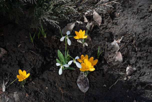 Голландский желтый крокус крупным планом. Первоцветы, цветущие крокус. Крокус на земле. Весна, первые цветы, крокусы, желтые весенние цветы. Ура весне. Весна пришла, март
 - Фото, изображение
