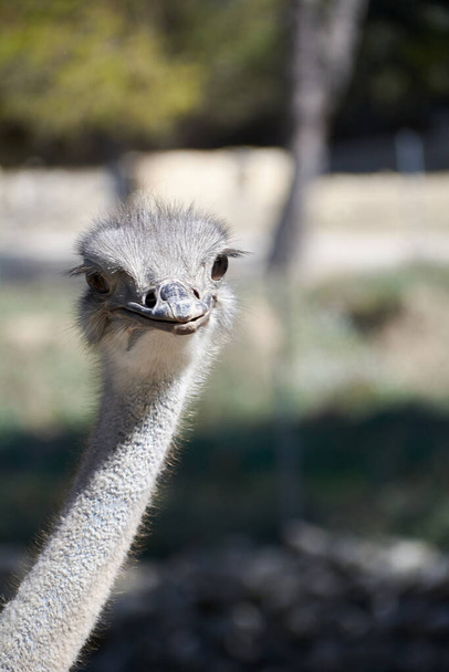 De vriendelijke struisvogel die met haar nieuwsgierige ogen kijkt. Moeder natuur dieren - Foto, afbeelding