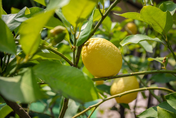 Limon ağacı. Olgun limon güneşli bir günde ağaç dalına asılır. Kapat.. - Fotoğraf, Görsel