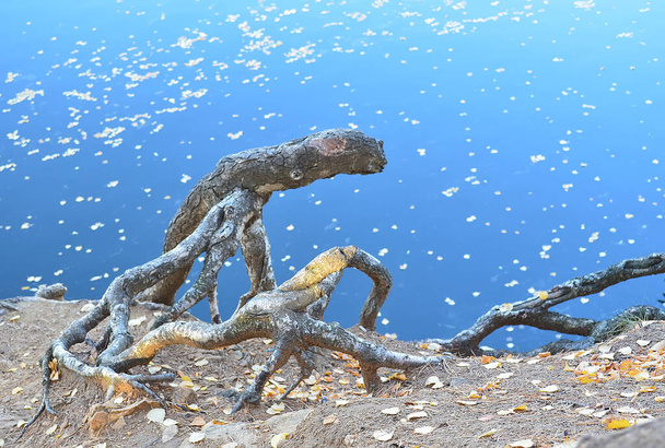 Raíces secas de pino en la orilla del lago de otoño con las hojas flotando en el agua
. - Foto, Imagen