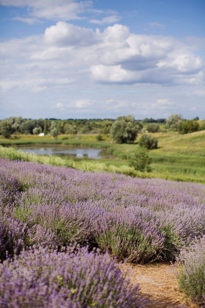 Field of purple lavender. Blossom lavender at sunset lights - Fotó, kép