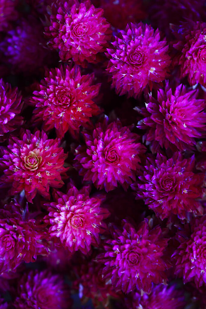 růžová amaranth zavřít styl makro textura květ  - Fotografie, Obrázek