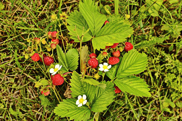 Клубничное растение с зелеными листьями и спелыми красными фруктами - Fragaria vesca. - Фото, изображение