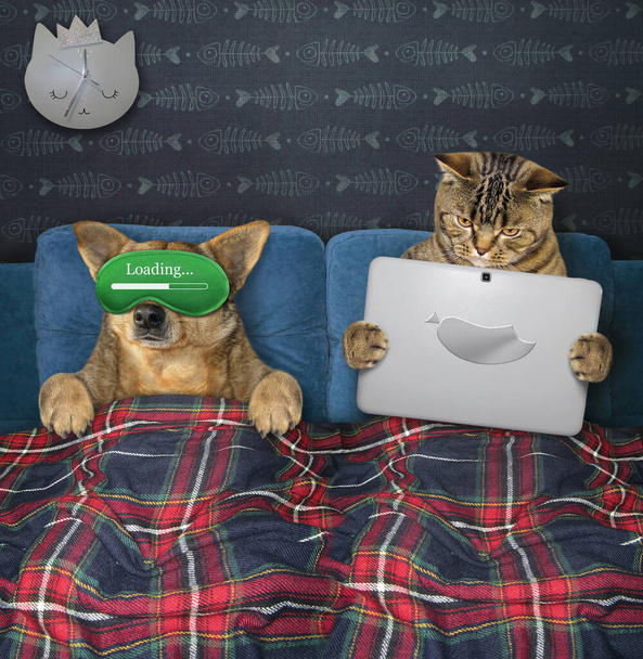 The dog and the cat are together resting in bed under a plaid blanket in the bed room at home. One of them in a green sleep mask is sleeping and the other is holding a laptop. - Valokuva, kuva