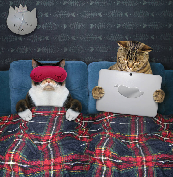 Two cats are resting in bed under a plaid blanket in the bed room at home. One of them in a red sleep mask is sleeping and the other is holding a laptop. - Фото, зображення