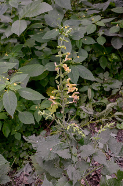 Sticky sage, Jupiter's sage, Salvia glutinosa, erect perennial herb with glandular tomentose leaves and yellow 3-5 cm long flowers in clusters, - Photo, Image