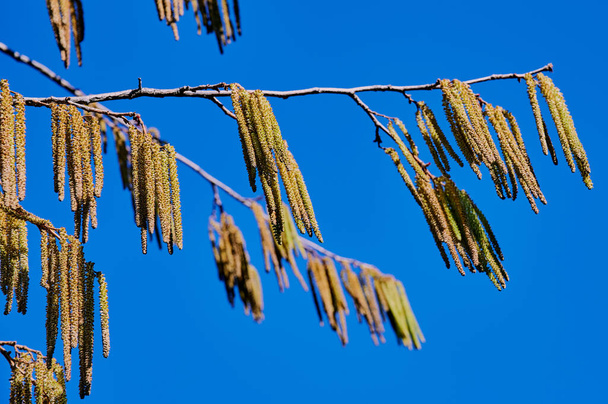 polline di un nocciolo contro cielo azzurro
 - Foto, immagini