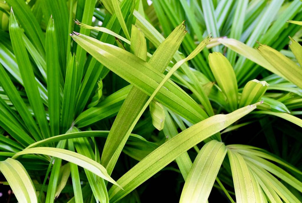 Grüner Busch von Lady Palm oder Rhapis Palm Plants in A Garden, eine tropische Pflanze, die in warm-gemäßigten Klimazonen wächst. - Foto, Bild