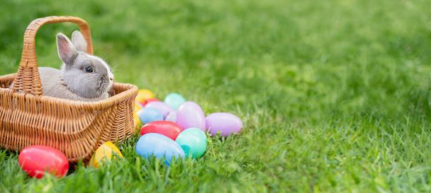 Pequeño conejito y huevos en canasta sobre hierba verde primavera. Lindo conejo. Caza de huevos de Pascua con conejito de mascota. Feliz tarjeta de felicitación de Pascua con copyspace. Rayos de sol
 - Foto, imagen