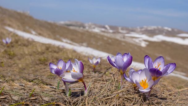 beautiful violet crocus flowers in a spring prairie - Photo, Image