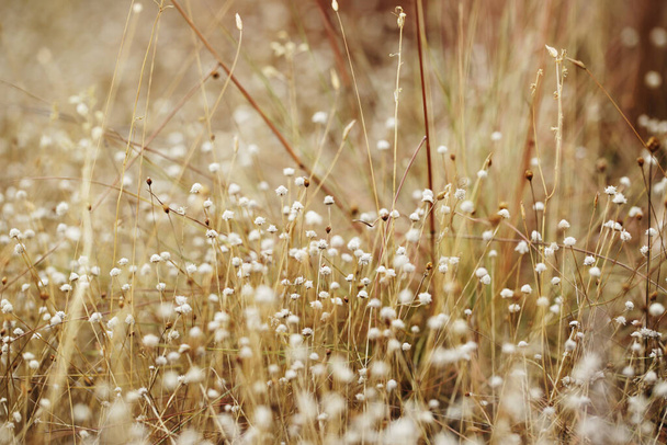 gras ingediend roze drogen met kleine witte droge bloem maken park prety en comfort - Foto, afbeelding