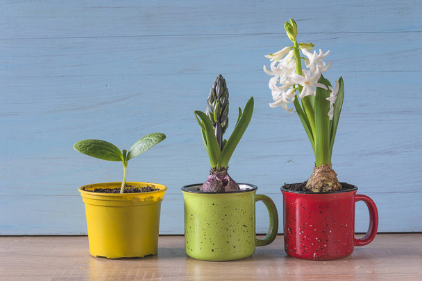 Jarní zahradní kompozice. Rostlinné výrůstky a hyacintové květy - Fotografie, Obrázek
