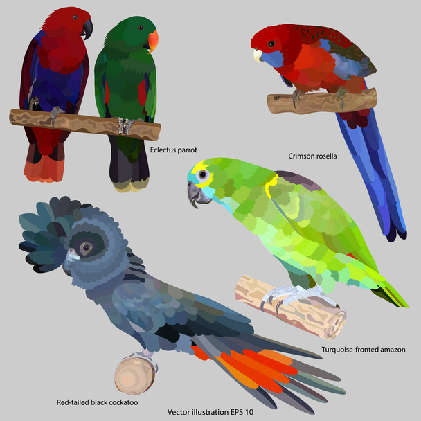 Set of drawings of brightly colored parrots, isolated, on a gray background. Vector illustration EPS 10 - Vektor, Bild