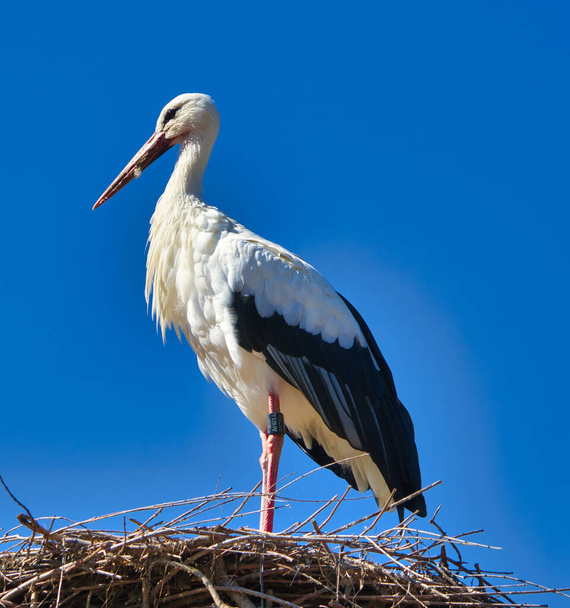 white stork in front of blue sky on nest - Photo, Image
