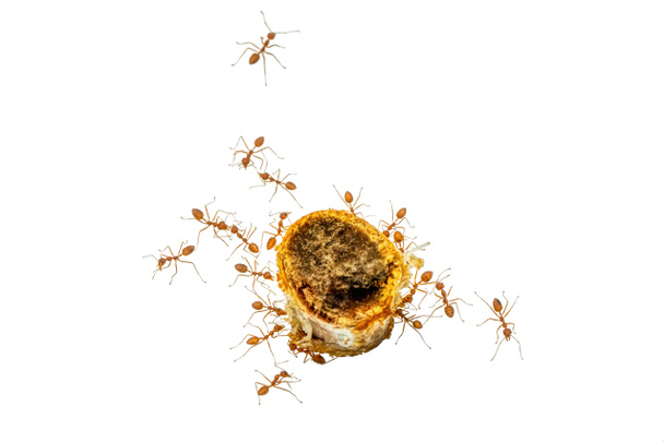 Las hormigas rojas están comiendo hueso de cerdo
. - Foto, Imagen