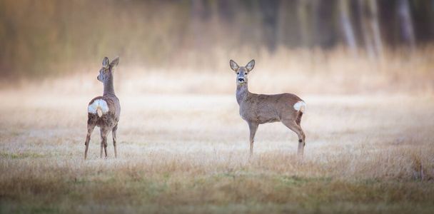 Capreolus capreolus, δύο Roe Deers στέκονται στο θερινό λιβάδι πριν από τον ήλιο στο γρασίδι με πρώιμη δροσιά. Άγρια φύση τοπίο. - Φωτογραφία, εικόνα