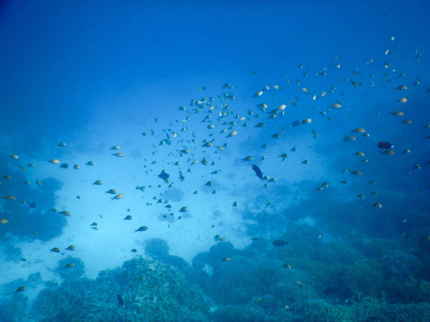scholen vissen op het koraalrif - Foto, afbeelding