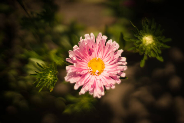 Beautiful in its variety of aster flowers. - Photo, Image