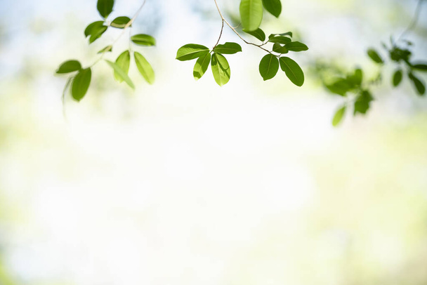 Close-up de bela natureza vista folha verde no fundo vegetação borrada sob a luz solar com bokeh e espaço de cópia usando como plano de fundo paisagem plantas naturais, ecologia conceito papel de parede
. - Foto, Imagem