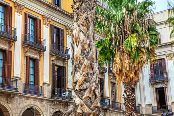 palm tree in the gothic quarter of Barcelona  - Photo, Image
