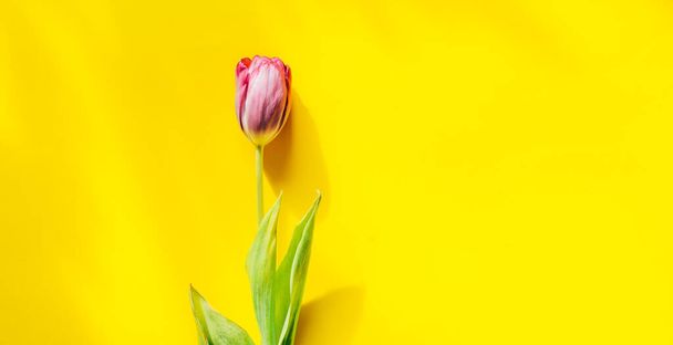 hermoso tulipán sobre un fondo amarillo
 - Foto, imagen