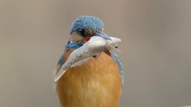 Close-up slow motion of common kingfisher killing and eating fish with its beak - Footage, Video