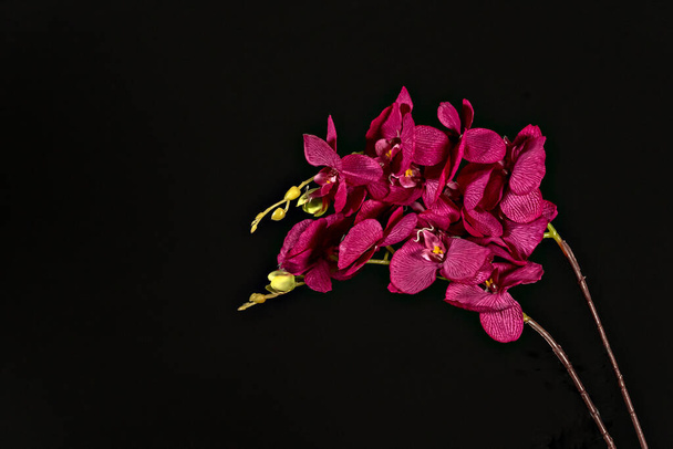 Flor de orquídea rosa púrpura sobre fondo negro de cerca
.. - Foto, imagen