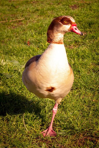 Egyptian goose relaxing while balancing on one leg on grass in a park in London - Photo, Image