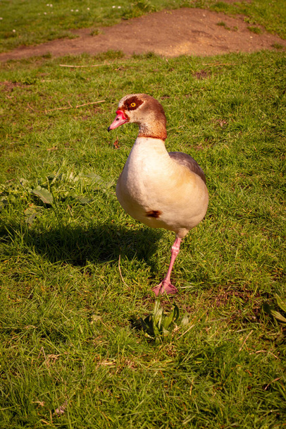Єгипетські гуси відпочивають, коли пасуться на траві на одній нозі в Лондоні. - Фото, зображення