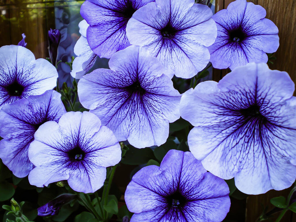 kaunis violetti tumma suonet petunian kukat kukkivat ikkunalaudalla
 - Valokuva, kuva