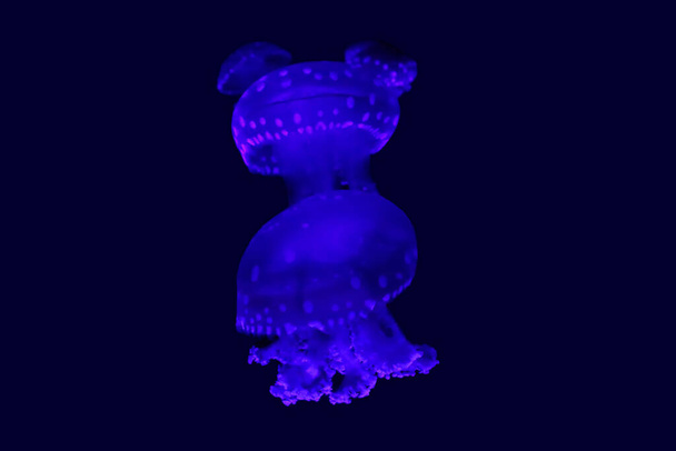 Phyllorhiza punctata to gatunek meduzy, znany również jako pływający dzwon, australijska meduza plamista, brązowa meduza lub meduza w białej plamce.. - Zdjęcie, obraz