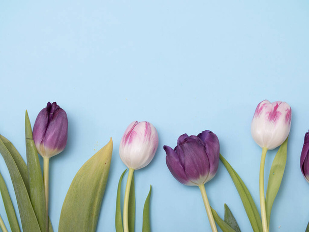 spring tulips flatlay on blue background. Concept of flowers for Valentines Day , mothers Day or March 8 - Фото, изображение