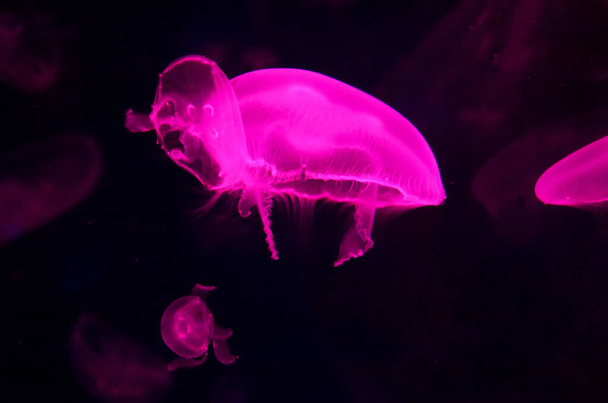 Aurelia aurita (also called the common jellyfish, moon jellyfish, moon jelly or saucer jelly) is a widely studied species of the genus Aurelia - Photo, image