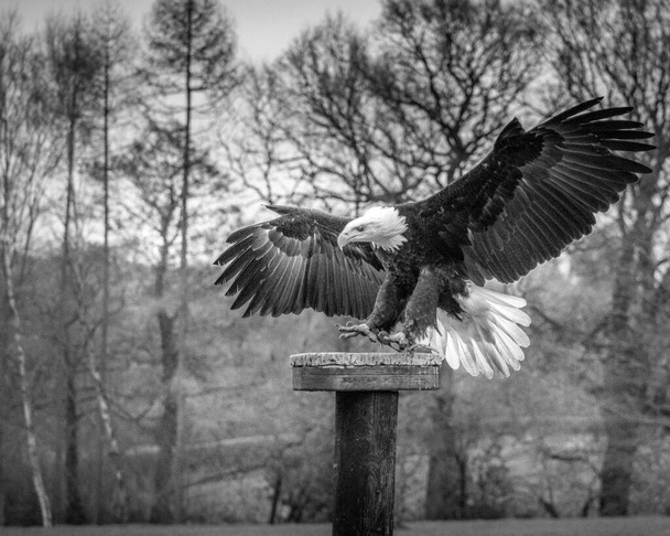 BIRDS OF PREY OUTDOORS FLYING AND PERCHING  - Photo, Image